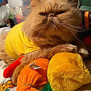 Buddie Adams is registered to the contest to win money with this photo: animal, bed, cat, close_up, cluttered_background, cozy, cute, feline, furry, indoor, orange, orange_cat, pet, plush_toys, relaxed, resting, soft_toys, whiskers, yellow, yellow_shirt