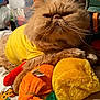 animal, bed, cat, close_up, cluttered_background, cozy, cute, feline, furry, indoor, orange, orange_cat, pet, plush_toys, relaxed, resting, soft_toys, whiskers, yellow, yellow_shirt