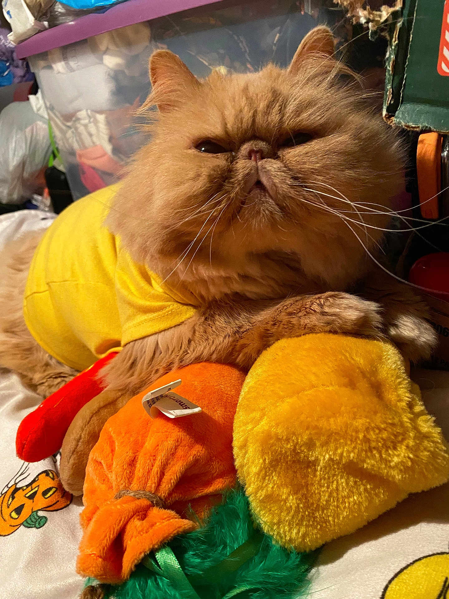 Buddie Adams is registered to the contest to win money with this photo: animal, bed, cat, close_up, cluttered_background, cozy, cute, feline, furry, indoor, orange, orange_cat, pet, plush_toys, relaxed, resting, soft_toys, whiskers, yellow, yellow_shirt