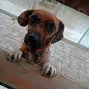 Loulou participe au concours pour gagner de l'argent avec cette photo : animal, brown_dog, canine, close_up, collar, curious, daylight, dog, domestic_animal, ears, face, fur, glass_door, looking_inside, outdoor, paws, pet, snout, tile_floor, window