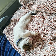 Skayka a rejoint le concours — aidez-le/la à gagner de superbes lots ! bed, blanket, cat, collar, comfort, cozy, cute, domestic, feline, fur, indoor, kitten, paw, pet, relaxation, resting, sleeping, soft, texture, whiskers