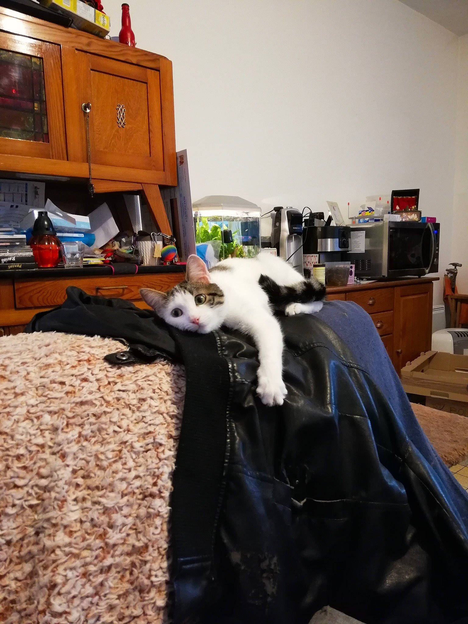 Skayka participe au concours pour gagner de l'argent avec cette photo : bookcase, cabinetry, carnivore, cat, chair, chest_of_drawers, comfort, companion_dog, dog_breed, drawer, felidae, floor, flooring, furniture, hardwood, small_to_medium_sized_cats, tail, textile, whiskers, wood