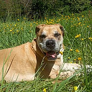 Lanka a rejoint le concours — aidez-le/la à gagner de superbes lots ! dog, portrait, smiling, happy, outdoor, meadow, flowers, yellow_flowers, grass, nature, sunlight, brown_fur, wrinkled_face, open_mouth, tongue, lying_down, pet, canine, garden, trees