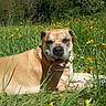 dog, portrait, smiling, happy, outdoor, meadow, flowers, yellow_flowers, grass, nature, sunlight, brown_fur, wrinkled_face, open_mouth, tongue, lying_down, pet, canine, garden, trees