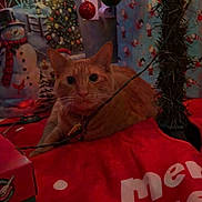 Cheeto Ivey joined the competition — help win amazing prizes! cat, orange_tabby, christmas_tree, ornaments, holiday_decorations, wrapping_paper, festive, indoor, pet, curious, relaxed, red_blanket, christmas_theme, holiday_lights, festive_lighting, holiday_season, cute, animal, celebration, cozy