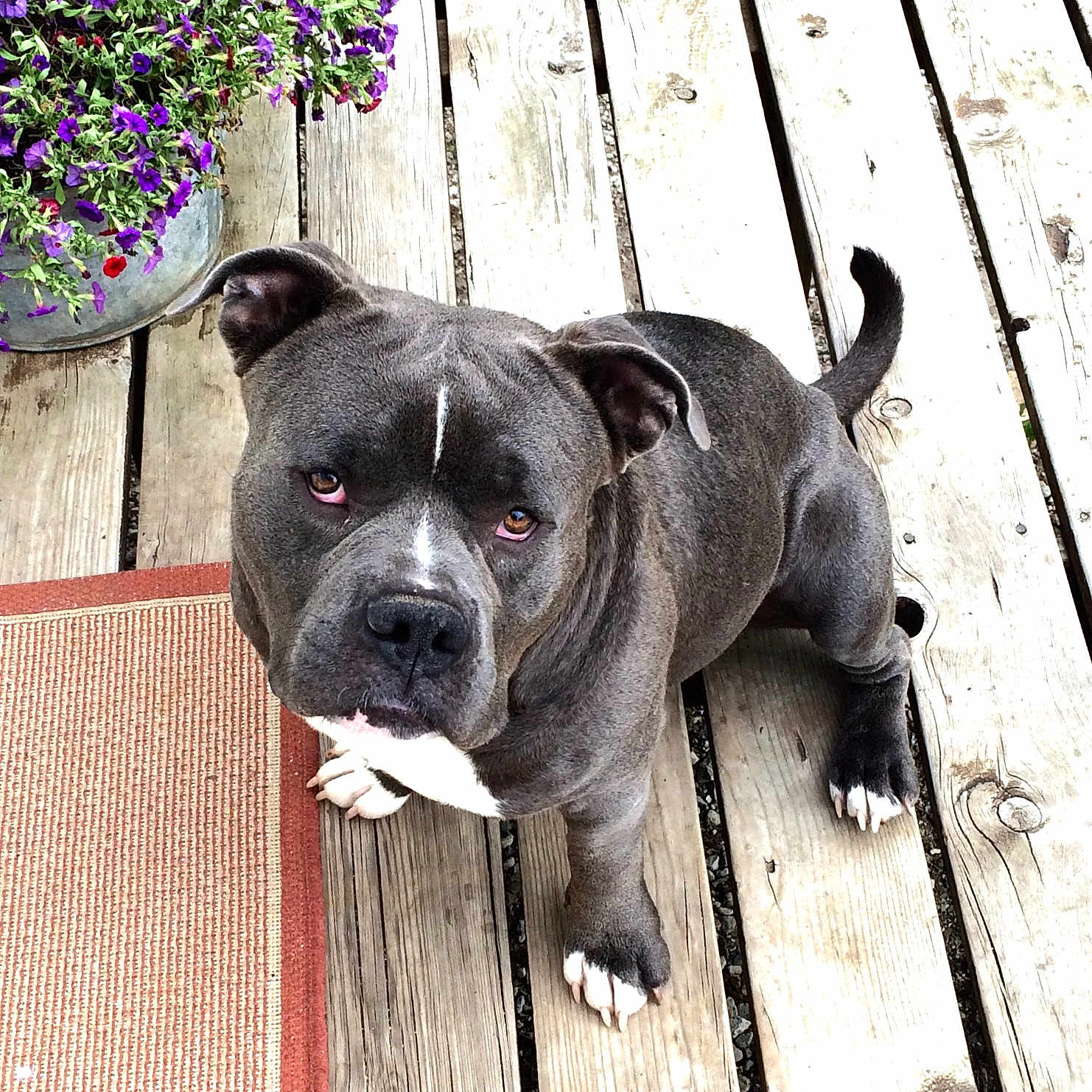 Mungus is registered to the contest to win money with this photo: animal, canine, curious, daylight, dog, ears, flower_pot, fur, gray_dog, looking_up, mat, nature, outdoor, paw, pet, pitbull, purple_flowers, snout, tail, wooden_deck
