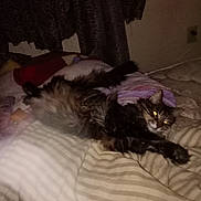 Georgie joined the competition — help win amazing prizes! animal, bed, blanket, cat, cozy, curtain, cute, dark_room, domestic_animal, feline, fur, indoor, mammal, mattress, pet, pillow, resting, sleepy, striped, yellow_eyes