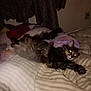 animal, bed, blanket, cat, cozy, curtain, cute, dark_room, domestic_animal, feline, fur, indoor, mammal, mattress, pet, pillow, resting, sleepy, striped, yellow_eyes