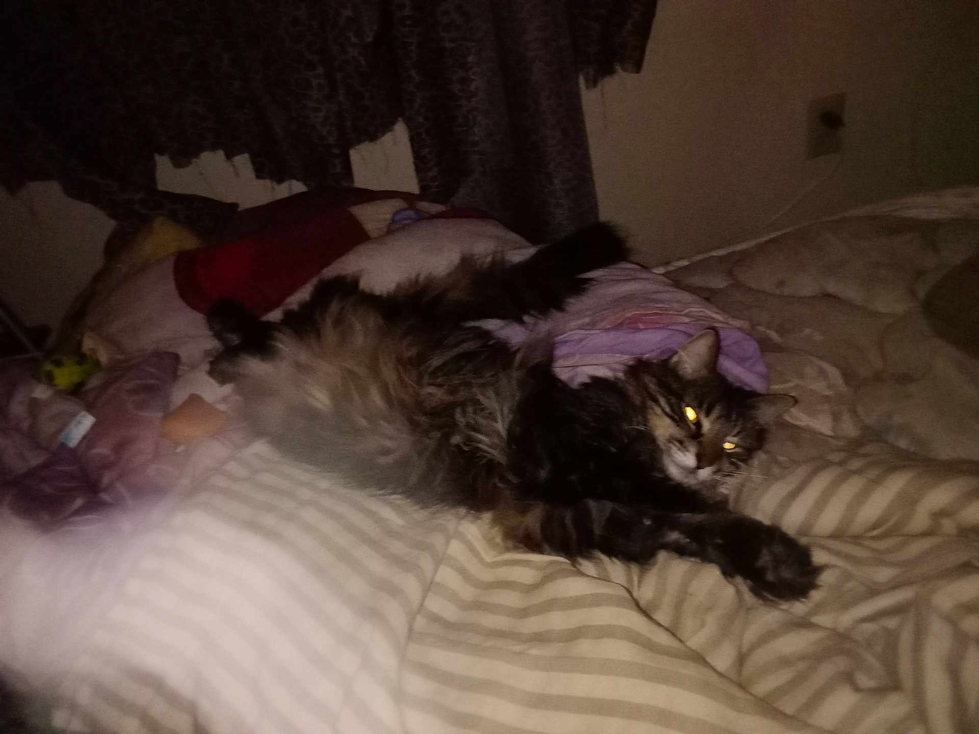Georgie