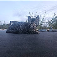 Cosmo joined the competition — help win amazing prizes! cat, kitten, tabby, animal, outdoor, trampoline, nature, sky, cloudy, bushes, pet, young, feline, resting, looking, grass, evening, quiet, calm, cute