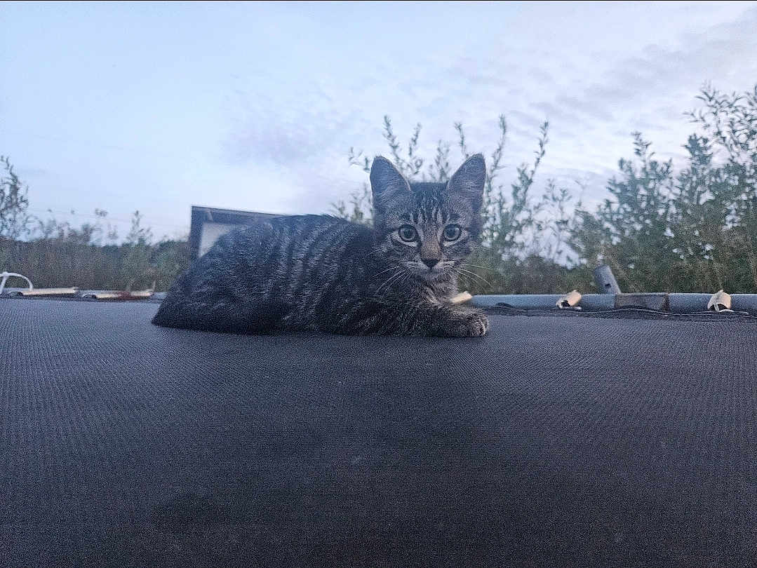 Cosmo joined the competition — help win amazing prizes! cat, kitten, tabby, animal, outdoor, trampoline, nature, sky, cloudy, bushes, pet, young, feline, resting, looking, grass, evening, quiet, calm, cute