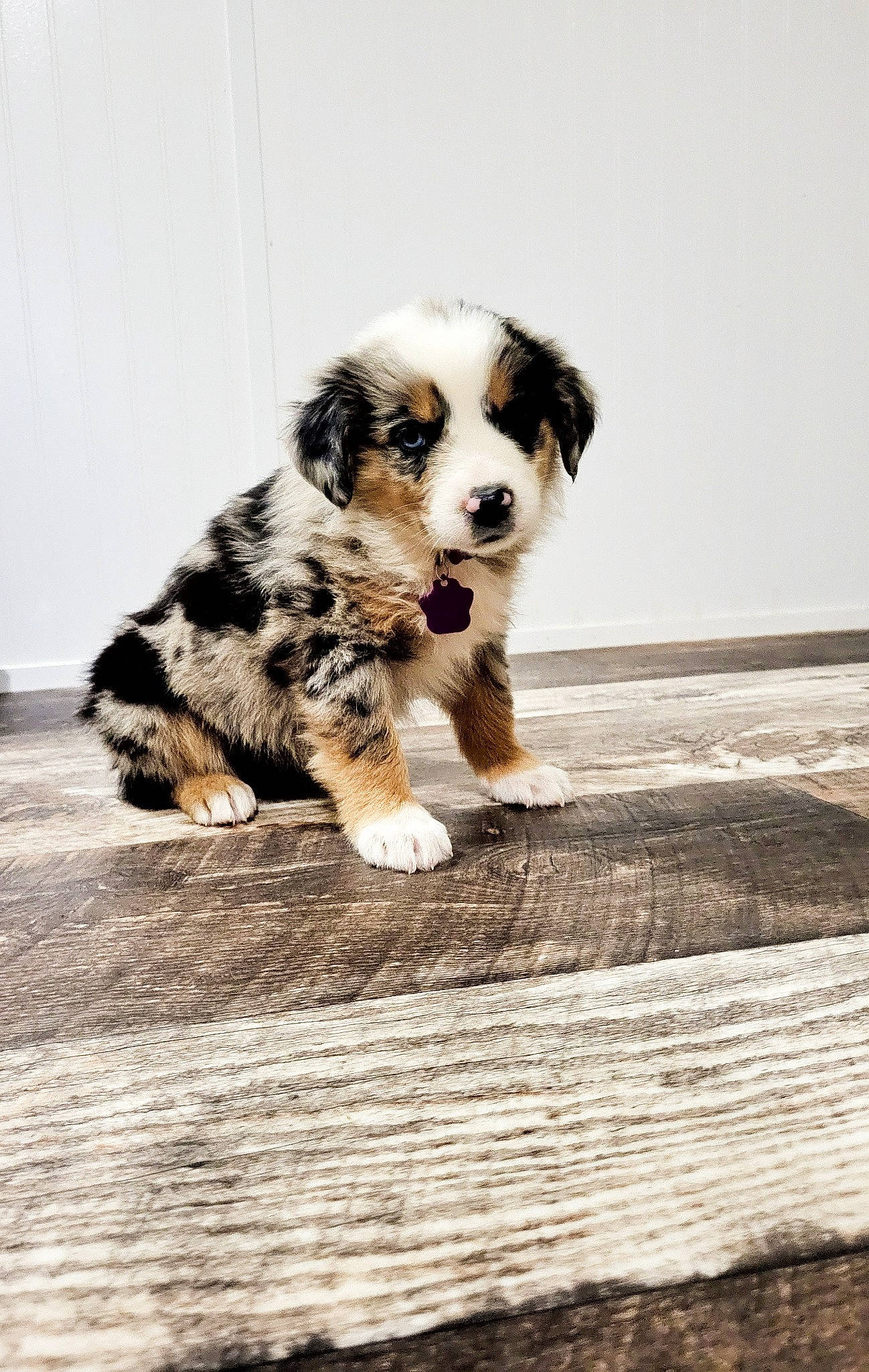 Bailey is registered to the contest to win money with this photo: art, canidae, carnivore, companion_dog, dog, dog_breed, fawn, flooring, fur, herding_dog, paw, snout, sporting_group, tail, terrestrial_animal, toy_dog, whiskers, wood, working_animal, working_dog