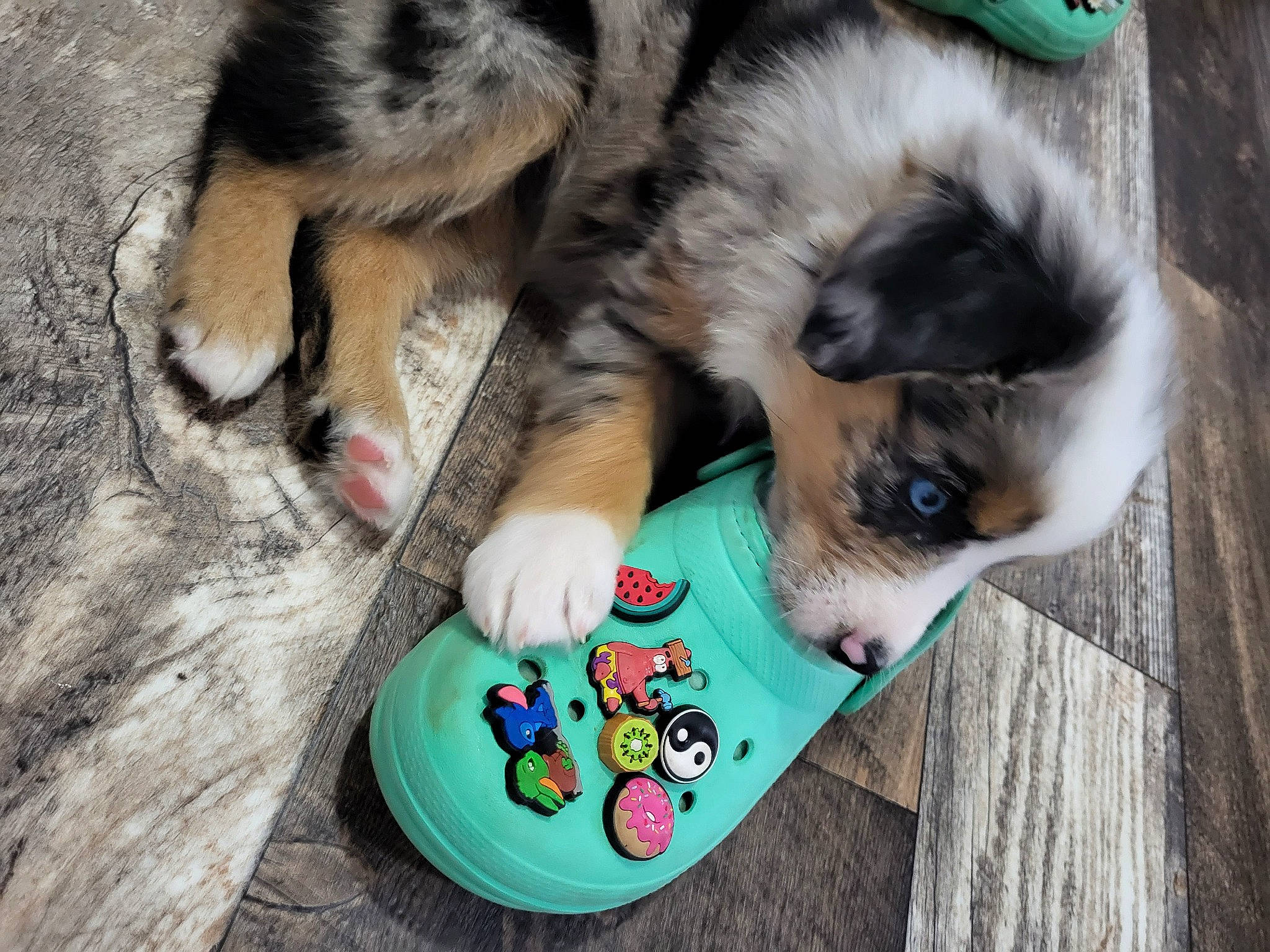 Bailey joined the competition — help win amazing prizes! canidae, carnivore, companion_dog, dog, dog_breed, dog_supply, fawn, felidae, foot, fur, herding_dog, paw, small_to_medium_sized_cats, snout, sporting_group, tableware, tail, toy_dog, whiskers, wood