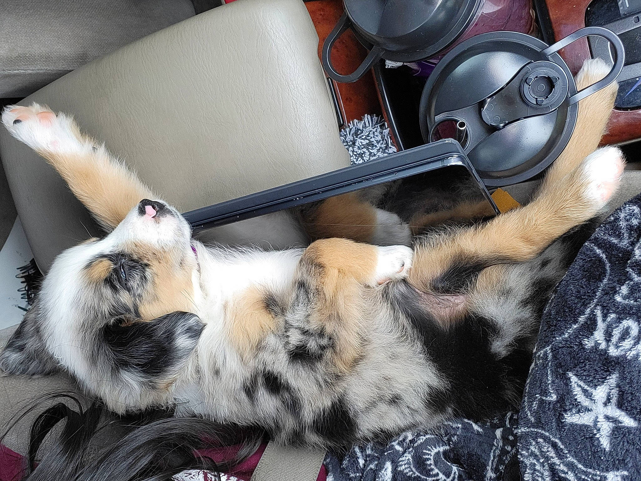 Bailey joined the competition — help win amazing prizes! car_seat, carnivore, cat, claw, comfort, companion_dog, couch, dog_breed, domestic_short_haired_cat, fawn, felidae, foot, fur, luggage_and_bags, paw, small_to_medium_sized_cats, tail, textile, toy, whiskers