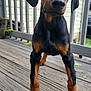 dog, puppy, doberman, black_and_tan, curious, porch, wooden_floor, outdoor, pet, animal, young, head_tilt, ears, paws, canine, fur, close_up, standing, domestic_animal, playful