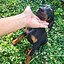 puppy, dog, black_and_tan, grass, clover, flower, hand, outdoor, nature, young_animal, pet, cute, sitting, greenery, sunlight, animal, mammal, domestic_animal, closeup, playful