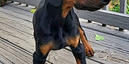 Zeus joined the competition — help win amazing prizes! doberman, puppy, dog, canine, young, alert, ears, paws, wooden_deck, outdoor, pet, animal, black_and_tan, fur, snout, nails, railing, house, sidewalk, nature