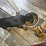 dog, puppy, food, bowl, floor, wooden_floor, feeding, pet, collar, black_dog, tan_dog, indoor, animal, canine, meal_time, two_dogs, eating, domestic_animal, companion, snack