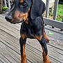 dog, puppy, doberman, outdoor, porch, wooden_floor, black_coat, tan_markings, young_dog, pet, animal, canine, ears, paws, curious, alert, house_siding, greenery, daylight, closeup