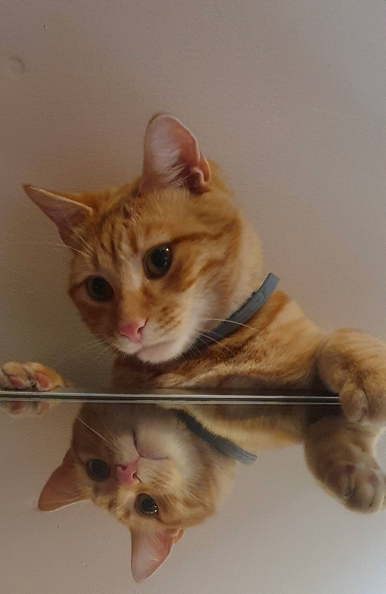 Cachou a rejoint le concours — aidez-le/la à gagner de superbes lots ! art, balinese, carnivore, cat, claw, collar, domestic_short_haired_cat, fawn, felidae, fur, paw, photo_caption, small_to_medium_sized_cats, snout, tail, whiskers