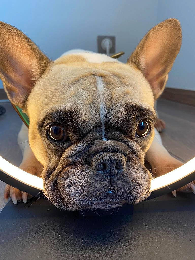 Joséphine a rejoint le concours — aidez-le/la à gagner de superbes lots ! bulldog, canidae, carnivore, collar, dog, dog_breed, dog_collar, fawn, french_bulldog, leash, mammal, non_sporting_group, organ, pet_supply, snout, toy_dog, vertebrate, whiskers, working_animal, wrinkle