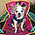 Roxie