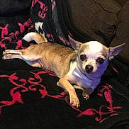 Roxie joined the competition — help win amazing prizes! dog, chihuahua, small_dog, pet, bow_tie, blanket, couch, indoor, brown_couch, relaxed, lying_down, animal, cute, fur, small_animal, companion, domestic, resting, cozy, portrait