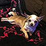 dog, chihuahua, small_dog, pet, bow_tie, blanket, couch, indoor, brown_couch, relaxed, lying_down, animal, cute, fur, small_animal, companion, domestic, resting, cozy, portrait