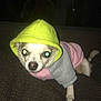 Roxie joined the competition — help win amazing prizes! dog, hoodie, pet_clothing, small_dog, couch, indoor, animal, pet, cute, flash, glowing_eyes, texture, fabric, resting, wearing_clothes, canine, companion, domestic_animal, portrait, casual