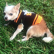 Roxie joined the competition — help win amazing prizes! dog, chihuahua, grass, outdoor, pet, small_dog, animal, greenery, sweater, cute, fur, tongue_out, resting, nature, canine, leaf, summer, mammal, portrait, playful