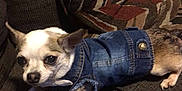 Roxie is registered to the contest to win money with this photo: dog, chihuahua, denim_jacket, couch, fabric, patterned_cushion, pet, small_dog, alert, indoor, furniture, animal, canine, resting, stretching, brown, white, black, ears, cute