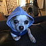 Roxie is registered to the contest to win money with this photo: dog, chihuahua, hoodie, blue_hoodie, pet, animal, indoor, couch, fan, window, curtains, small_dog, close_up, fur, cute, looking_at_camera, domestic, living_room, resting, canine