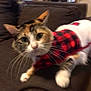 cat, pet, indoor, couch, brown_couch, plaid_sweater, red_and_black, fur, whiskers, curious, closeup, blurred, cozy, feline, animal, domestic, home, soft, playful, sweater
