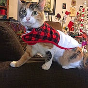 Angel joined the competition — help win amazing prizes! cat, calico, cape, red, black, checkered, couch, indoor, holiday, christmas, decorations, stockings, tree, ornaments, furniture, pet, animal, whiskers, curious, festive