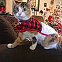 cat, calico, cape, red, black, checkered, couch, indoor, holiday, christmas, decorations, stockings, tree, ornaments, furniture, pet, animal, whiskers, curious, festive