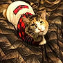 cat, calico, pet, animal, fur, whiskers, vest, red_checkered, patterned_fabric, gold, black, indoor, closeup, cute, feline, looking_up, resting, domestic_animal, soft_texture, cozy