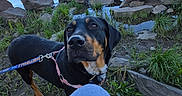 Sweet Tea joined the competition — help win amazing prizes! animal, blue_sky, canine, companion, daylight, dog, grass, lake, leash, nature, outdoor, pants, person, pet, relaxation, rocks, shore, sitting, trees, water