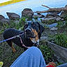 animal, blue_sky, canine, companion, daylight, dog, grass, lake, leash, nature, outdoor, pants, person, pet, relaxation, rocks, shore, sitting, trees, water