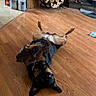 Sweet Tea is registered to the contest to win money with this photo: dog, wood_floor, plush_toy, indoor, firewood, jacket, home, pet, relaxed, toy, flooring, cozy, brown, black, canine, domestic, playful, living_room, wood_paneling, furniture