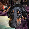 Sweet Tea joined the competition — help win amazing prizes! animal, black_dog, blanket, brown_markings, close_up, cozy, dog, face, fur, home, indoors, lying_down, pet, posters, purple_blanket, relaxation, resting, sleepy, stuffed_bear, wall_art