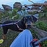Sweet Tea joined the competition — help win amazing prizes! animal, casual, chair, curious, daytime, dog, grass, harness, lake, leash, legs, nature, outdoor, person, pet, relaxing, rocks, sky, trees, water