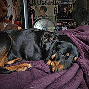 Sweet Tea joined the competition — help win amazing prizes! animal, bedroom, black_and_tan, blanket, cozy, cute, dog, domestic, fan, fur, indoor, paw, pet, posters, puppy, purple_blanket, relaxation, resting, rottweiler, sleeping