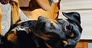 Sweet Tea joined the competition — help win amazing prizes! dog, indoor, couch, coffee_table, wood_floor, dog_collar, living_room, blanket, curious, pet, furniture, toy, pen, notebook, shelf, box, curtain, relaxed, brown, black