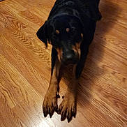 Sweet Tea joined the competition — help win amazing prizes! dog, rottweiler, stretching, wooden_floor, indoor, pet, canine, black_and_tan, flooring, furniture, couch, home, animal, mammal, companion, domestic, friendly, cute, paw, legs