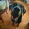 Sweet Tea joined the competition — help win amazing prizes! dog, indoor, wooden_floor, furniture, table, wicker_chair, toy, pet, canine, happy, looking_up, black_dog, brown_dog, floor, home, living_room, animal, playful, close_up, companion