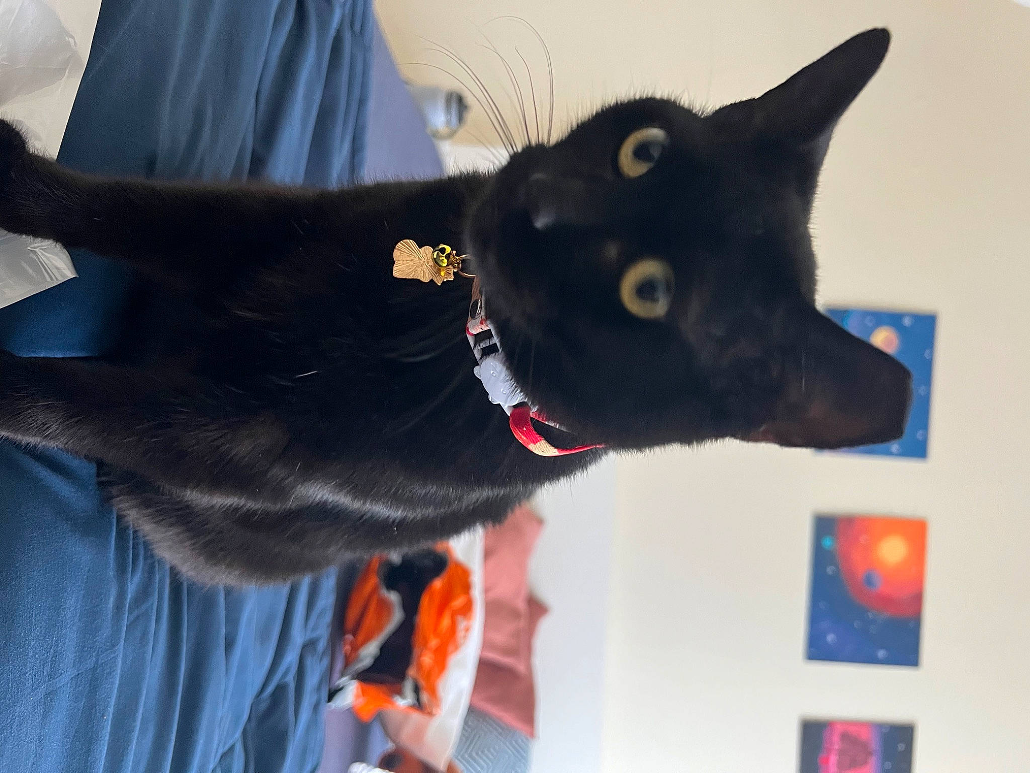 Lulu joined the competition — help win amazing prizes! black_cat, bombay, carmine, carnivore, cat, collar, dog_breed, domestic_short_haired_cat, electric_blue, fashion_accessory, felidae, fur, gesture, plant, sleeve, small_to_medium_sized_cats, snout, tail, tree, whiskers