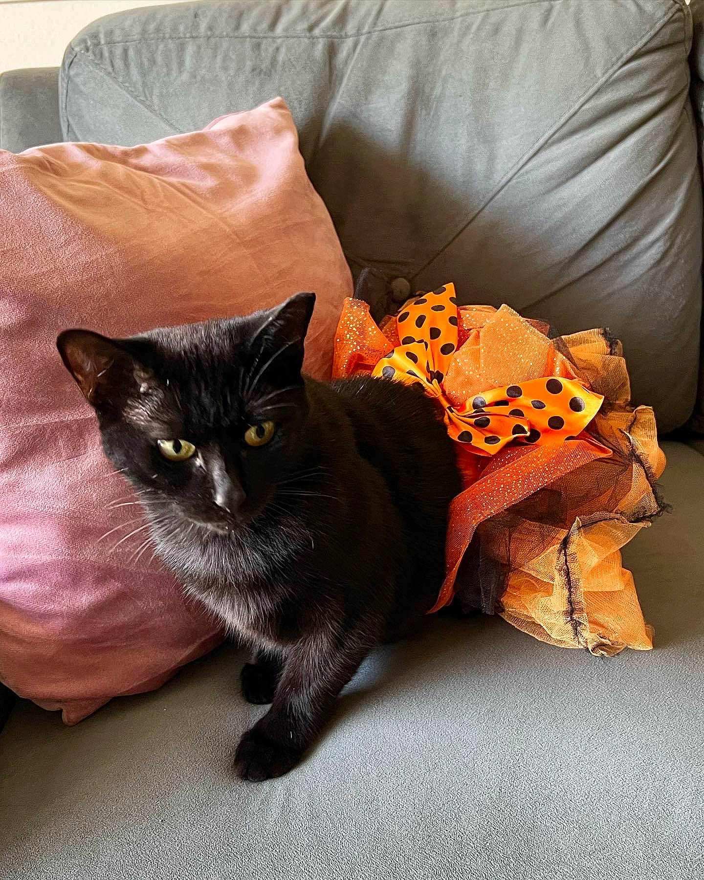 Lulu joined the competition — help win amazing prizes! black_cat, bombay, carnivore, cat, claw, comfort, couch, domestic_short_haired_cat, felidae, flooring, fur, grey, houseplant, paw, plant, room, sitting, small_to_medium_sized_cats, tail, whiskers