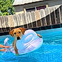 Timber is registered to the contest to win money with this photo: dog, puppy, golden_retriever, pool, inflatable_float, water, summer, backyard, fence, sunny, blue_sky, hands, pet, animal, outdoor, canine, playful, relaxing, leisure, vacation