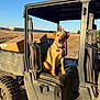 dog, animal, pet, outdoor, vehicle, utility_vehicle, farm, field, sunlight, daytime, collar, seat, dirt, rural, nature, blue_sky, transport, box, canine, adventure
