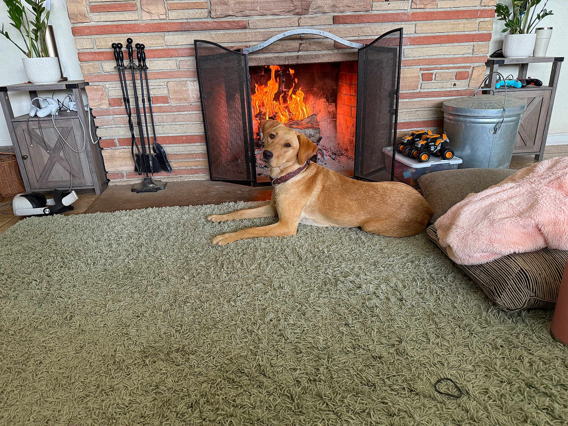 Timber joined the competition — help win amazing prizes! dog, fireplace, carpet, rug, living_room, toy, blanket, plant, cushion, cabinet, fire, metal_bin, wood, brick, shelf, pet, collar, home_interior, cozy, relaxing
